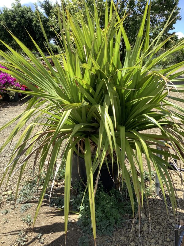 Pandanus  25G