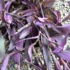 Tradescantia 1G ( Hangplant )