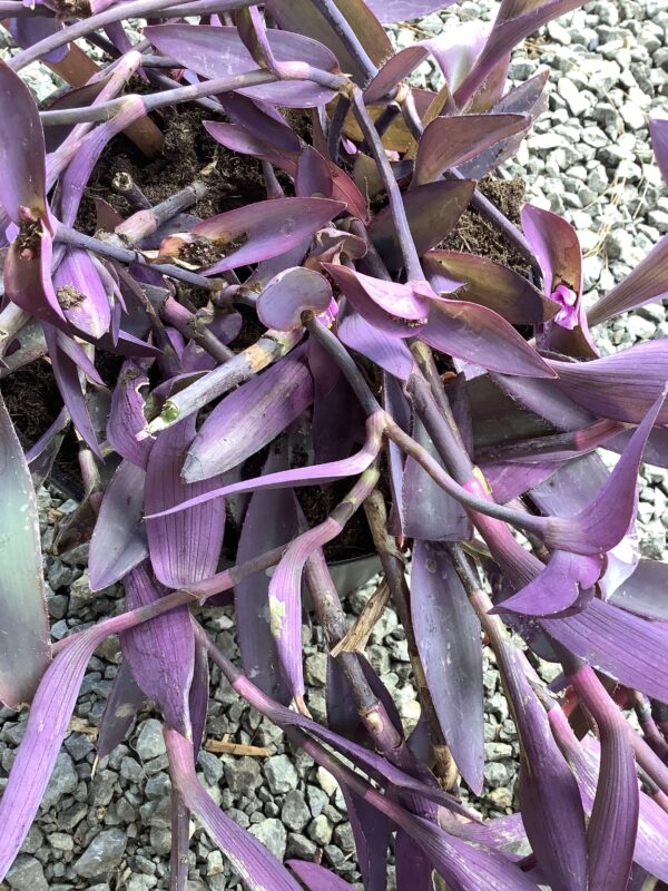 Tradescantia 1G ( Hangplant )