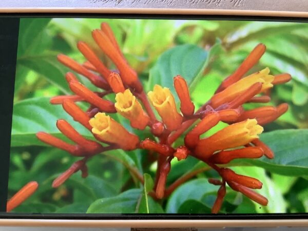 Hamelia Patens 3G