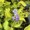 Duranta golden shower paars 3G(Duranta Erecta)