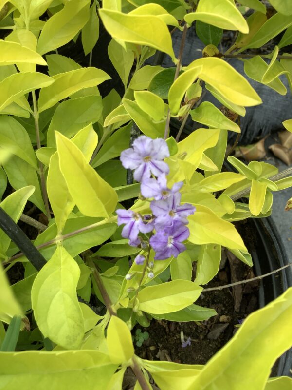 Duranta golden shower paars 3G(Duranta Erecta)