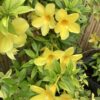Allamanda 3G ( kelki heel  klein blad)