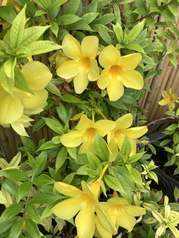 Allamanda 3G ( kelki heel  klein blad)
