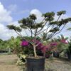 Black Olive Spiny 25G