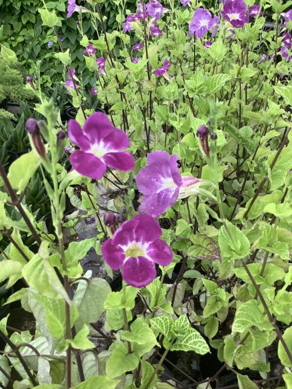 Chinese Violet  div kleuren 1G (Asystacia Gangetica)