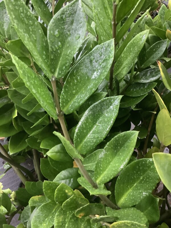 ZZ Plant (Zamioculcas Zamiifolia)3G