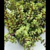 Portulacaria Afra 1G