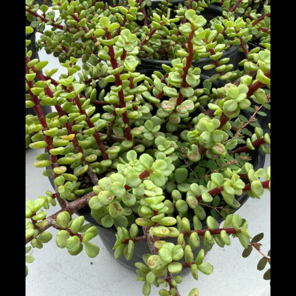 Portulacaria Afra 1G