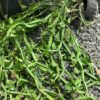 Cissus Quadrangularis 1G