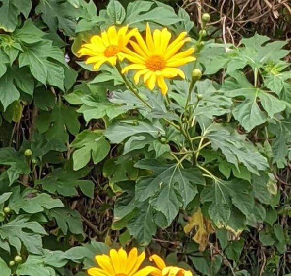 Mexican Sunflower (Tithonia Diversifolia)