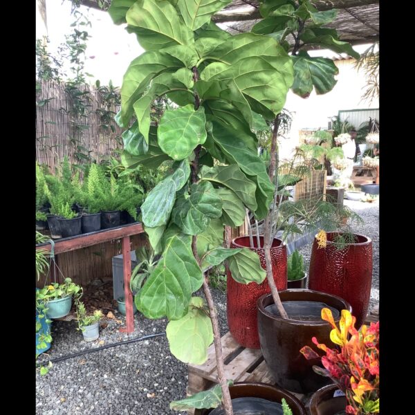 Ficus Lyrata Ficus sun coast or fiddle fig 7G - Afbeelding 2