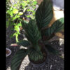 Calathea 3G