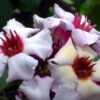 Klim Oleander 7G (Nerium Oleander)