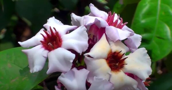 Klim Oleander 7G (Nerium Oleander)