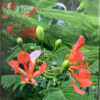 Flamboyan - Royal Poinciana -  (Delonix regia)15G