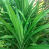 Pandanus 3G