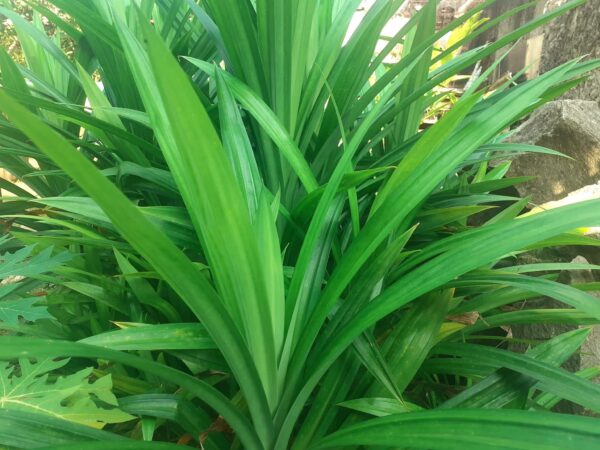 Pandanus 7G