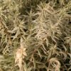 Sedum Linearé 1G