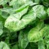 Syngonium podophyllum 1G