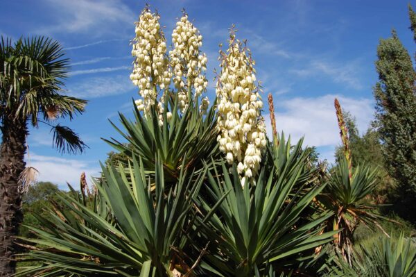 Yucca 7G (Yucca Filamentosa)