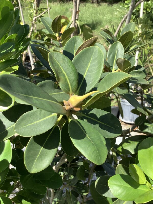Ficus Rubiginosa , Florida p/m