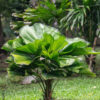Licuala Palm 25G