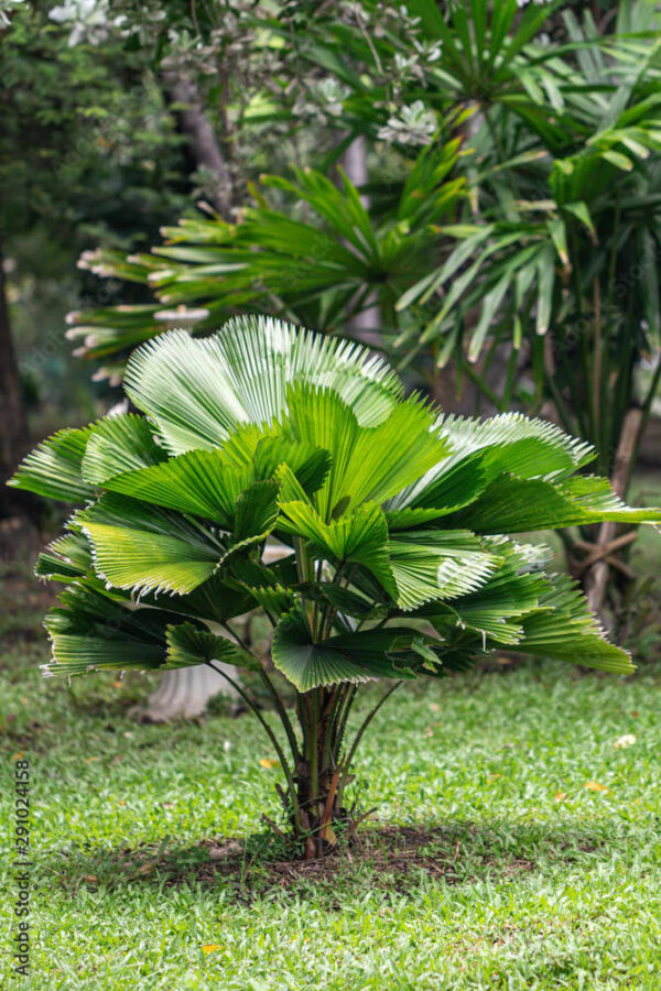 Licuala Palm 25G