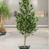 Clusia - Garcinia Subelliptica 15G