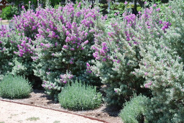 Texas Sage 3G(Leucophyllum frutescens)