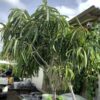 Ficus Alii op stam 15G (Ficus Alii)