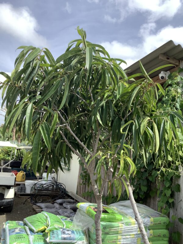 Ficus Alii op stam 15G (Ficus Alii)