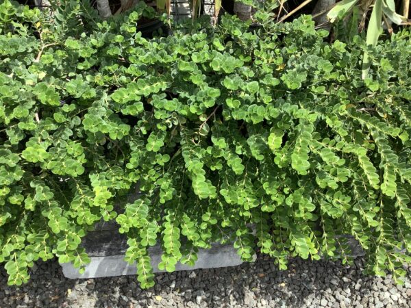Natal Plum 3G (Carissa Macrocarpa)