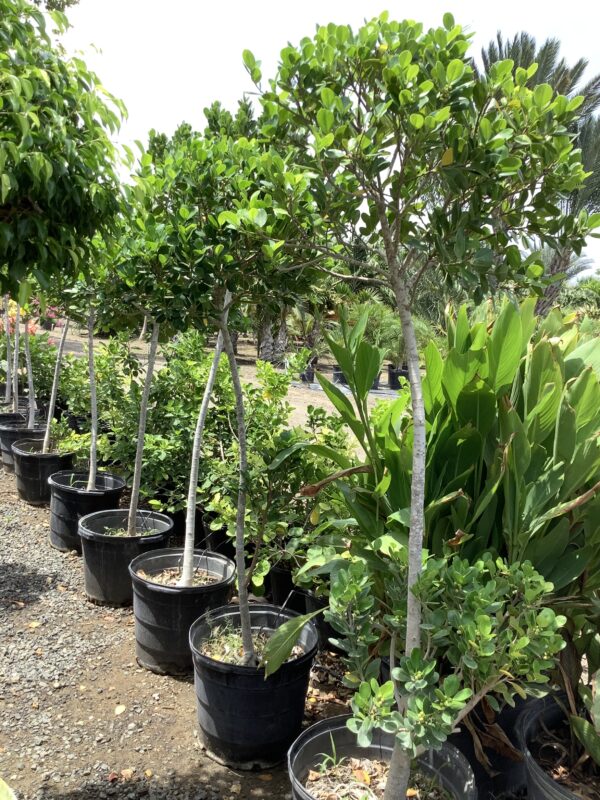 Ficus green island - Microcarpa  op stam 15G
