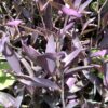 Tradescantia 3G ( Hangplant )