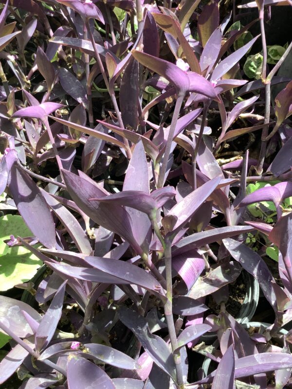 Tradescantia 3G ( Hangplant )