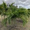 Manila Palm Triple p/mtr