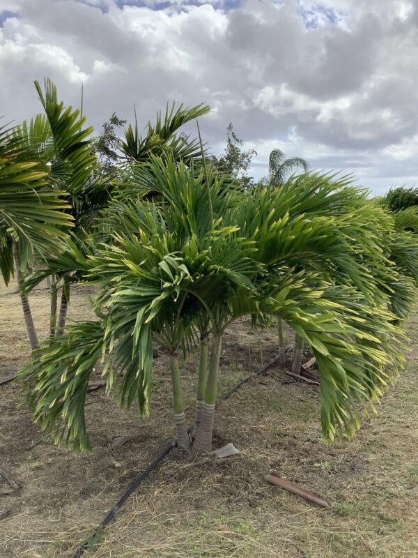 Manila Palm Triple p/mtr