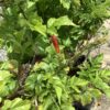 Tecoma Stans - Oranje Bignonia 3G