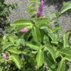 Cryptosegia grandilfora - wurgplant / rubber vine 7G