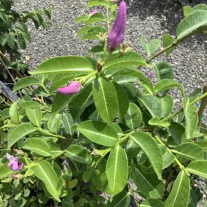 Cryptosegia grandilfora - wurgplant / rubber vine 7G