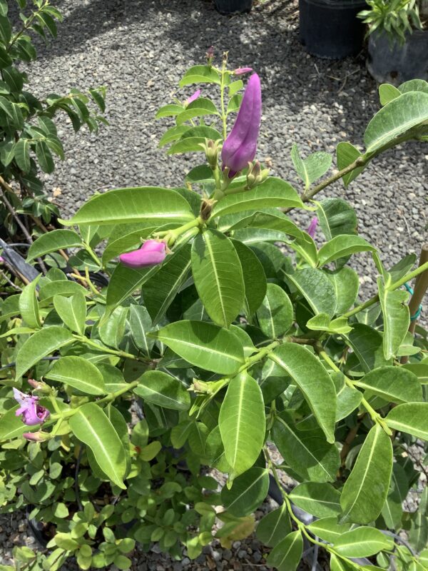Cryptosegia grandilfora - wurgplant / rubber vine 7G