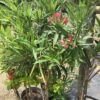 Oleander op stam 7G (Nerium Oleander)