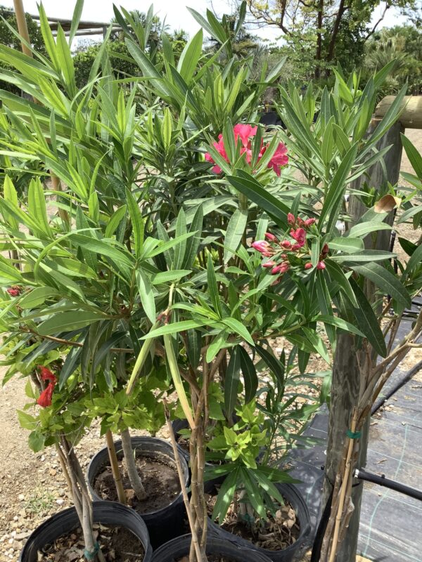 Oleander op stam 7G (Nerium Oleander)