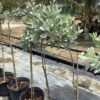 Silver Buttonwood  op stam 7G