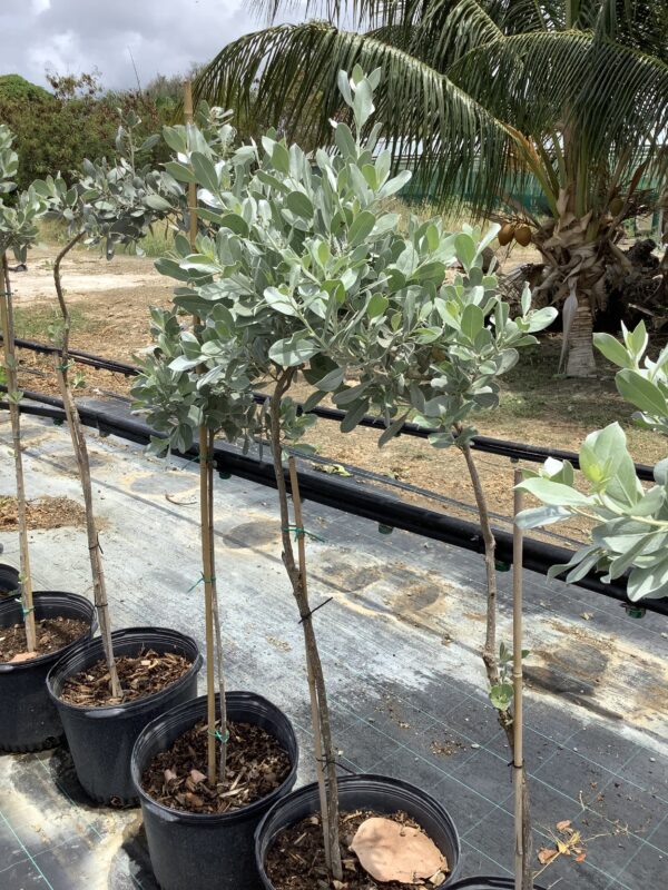 Silver Buttonwood  op stam 7G