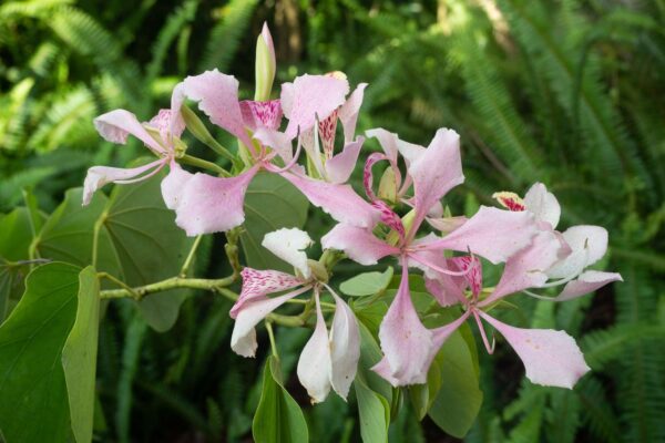 Orchide tree 15G