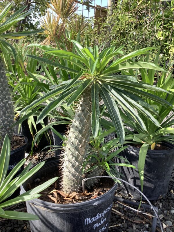 Madagascar palm 7G (pachypodium lamerei)