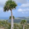 Sabal Palm  7G (inheems)