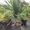 Dracaena Draco - Drakenbloedboom 7G